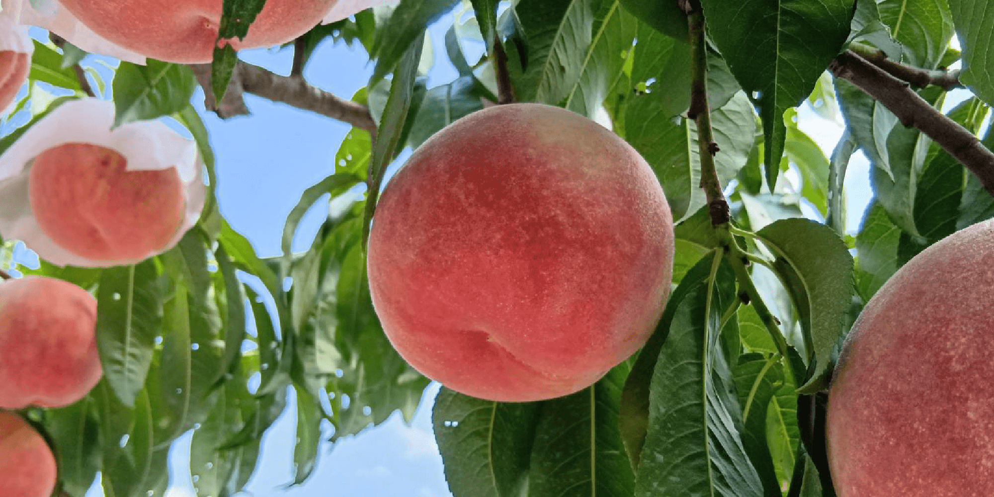 優香の夢